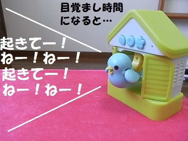 ハト7.jpg