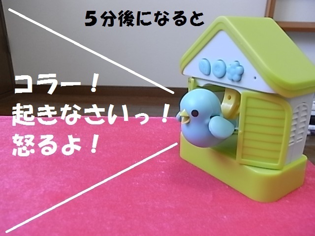 ハト8.jpg
